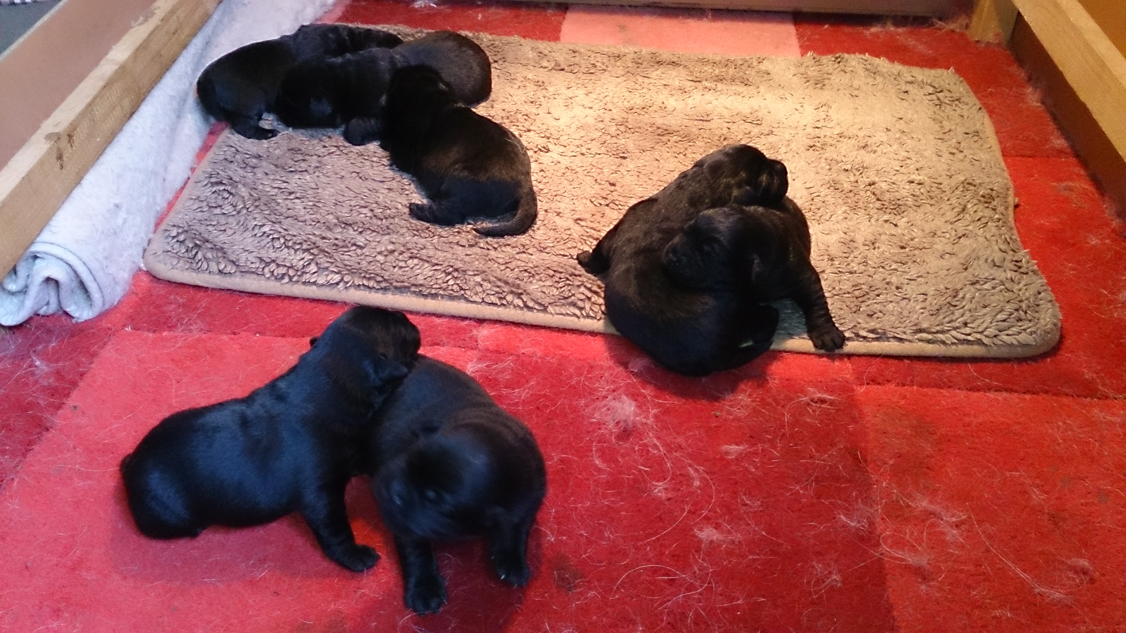 Pups koop – Dierenpension De Walberg